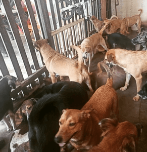 AJUDE O LAR DA REGINA imagem 6