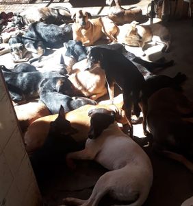 Guarulhos/SP - AJUDE O LAR DA REGINA