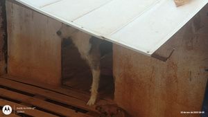 Vaquinha Online - Construção de abrigo 