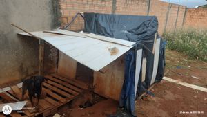 Ajuda a animais de rua recolhidos  - Construção de abrigo 
