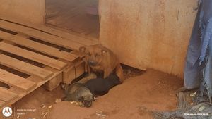 Animais - Construção de abrigo 