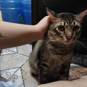 Manaus/AM - ME AJUDE A SALVAR O ARTESÃO!