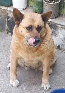 Animais - (Shakira) preciso de cirurgia me ajudem.