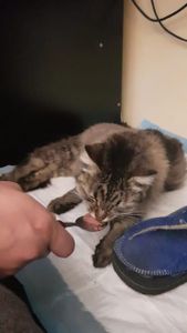 Animais - AJUDE O GATO CHAMPS A SE RECUPERAR!