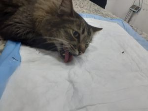 AJUDE O GATO CHAMPS A SE RECUPERAR! imagem 8