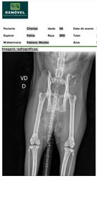 Campinas/SP - AJUDE O GATO CHAMPS A SE RECUPERAR!