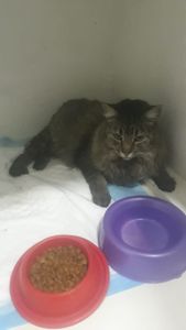 AJUDE O GATO CHAMPS A SE RECUPERAR! imagem 9