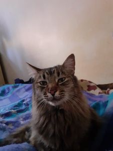 Crowdfunding - AJUDE O GATO CHAMPS A SE RECUPERAR!