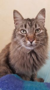 AJUDE O GATO CHAMPS A SE RECUPERAR! imagem 7