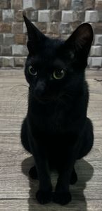 Vaquinha Online - Ajude essa causa, Pretinha precisa da sua ajuda..