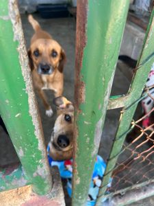 Ajude os animais do CCZ de Taubaté