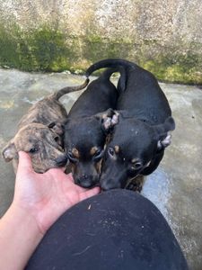 Ajude os animais do CCZ de Taubaté imagem 6