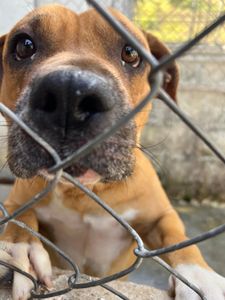 Ajude os animais do CCZ de Taubaté imagem 7