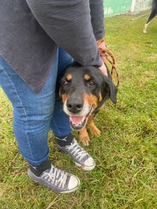 Ajude os animais do CCZ de Taubaté