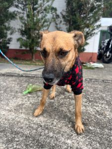 Ajude os animais do CCZ de Taubaté imagem 9