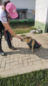 ONGs - Ajude os animais do CCZ de Taubaté