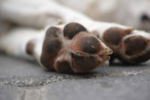 Animais - Alimentação para animais de rua