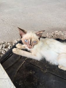 Vaquinha Online - Ajude a tornar possível o resgate de 6 gatinhos doentes