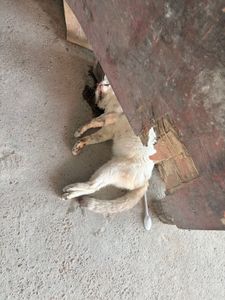 Ajude a tornar possível o resgate de 6 gatinhos doentes
