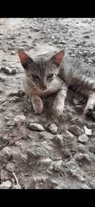 Animais - Ajude a tornar possível o resgate de 6 gatinhos doentes