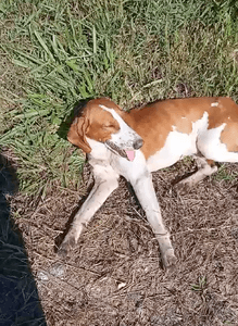 Animais - Ajude o cãozinho Arthur!