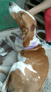 Vaquinha Online - Ajude o cãozinho Arthur!