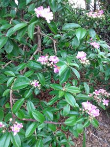 HORTA SEMI-COMUNITÁRIA  imagem 9