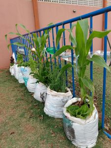 Causas e Comunidade - HORTA SEMI-COMUNITÁRIA 