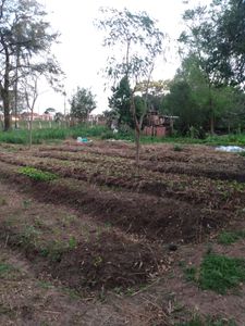 HORTA SEMI-COMUNITÁRIA  imagem 7