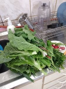 HORTA SEMI-COMUNITÁRIA  imagem 10