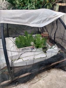 Financiamento Coletivo - HORTA SEMI-COMUNITÁRIA 