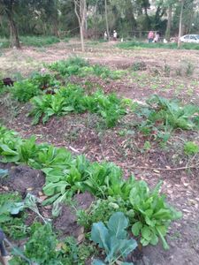 São Carlos/SP - HORTA SEMI-COMUNITÁRIA 