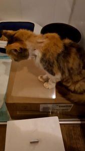 Vaquinha Online - Vamos Salvar uma vida!