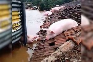 Vaquinha Online - Ninguém ser lar!