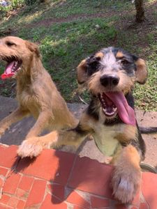 Amor pelos Pets - Transforme Vidas: Ajude-nos na conquista do nosso espaço!