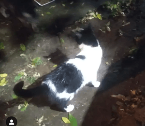 CASTRAÇÃO EM MASSA imagem 8