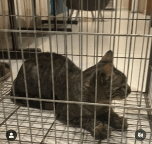 CASTRAÇÃO EM MASSA  - CASTRAÇÃO EM MASSA