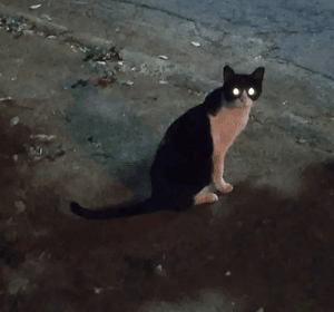 Goiânia/GO - CASTRAÇÃO EM MASSA