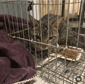 CASTRAÇÃO EM MASSA