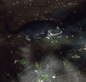 CASTRAÇÃO EM MASSA imagem 6