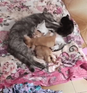 CASTRAÇÃO EM MASSA imagem 7