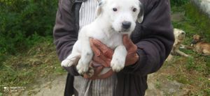 Vaquinha para manter os animais resgatados da rua imagem 8