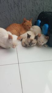 vivian é protetora dos animais de rua e hoje pede sua ajuda - Vaquinha para manter os animais resgatados da rua