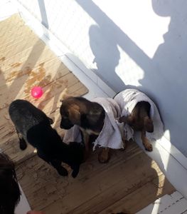 Santo André/SP - Vaquinha para manter os animais resgatados da rua