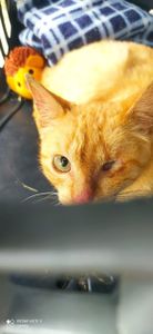 Animais - Vaquinha para manter os animais resgatados da rua