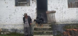 Vaquinha para manter os animais resgatados da rua imagem 6