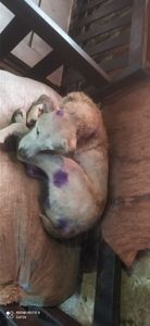 Vaquinha para manter os animais resgatados da rua imagem 7