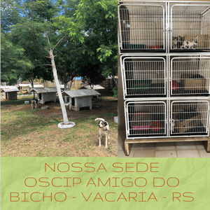 Animais - Seja Amigo do Bicho e ajude nossos animais