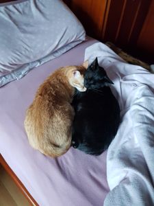 Animais - Ajude a pagar o tratamento da PIF de 6 gatos