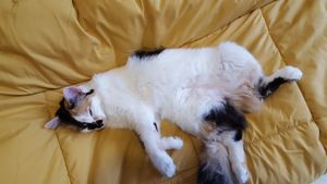 Caroline Vargas - Ajude a pagar o tratamento da PIF de 6 gatos